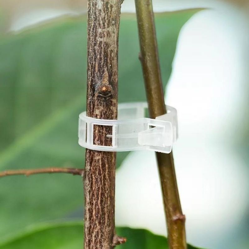 คลิปพลาสติกสำหรับยึดต้นไม้ ใช้ - Vine Climbing Plastic บทวิจารณ์และราคา